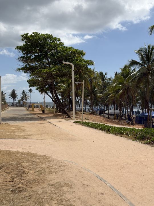 Caminho de areia sob coqueiros