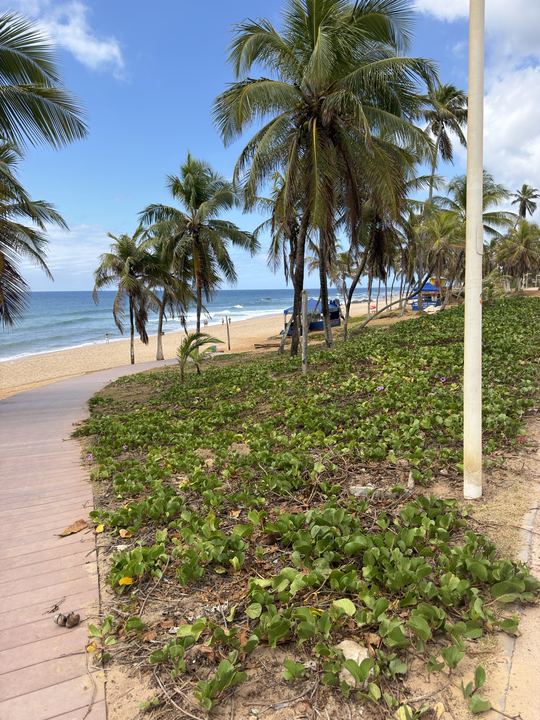 Praia e coqueiros vistos do calçadão