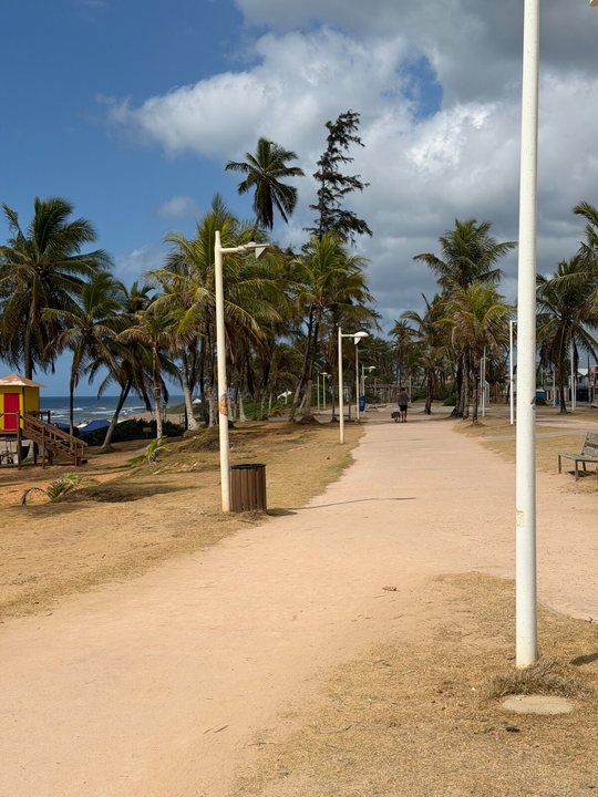 Alameda com coqueiros e postes na orla